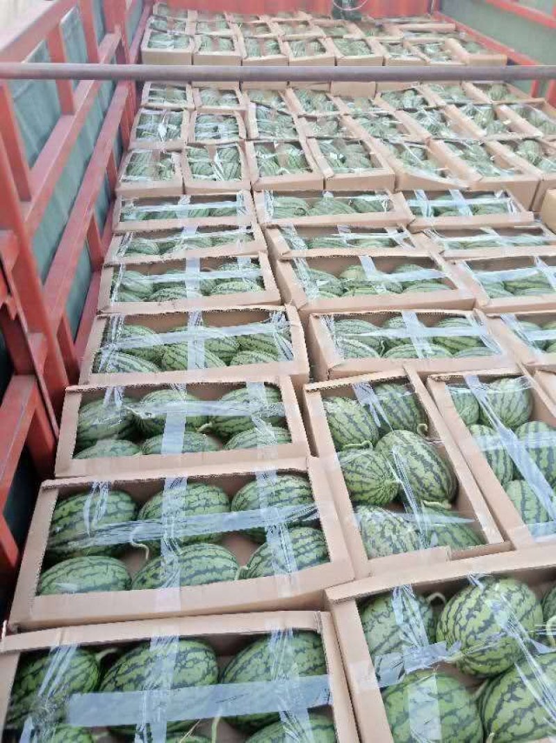 山东优质早春红玉西瓜3一6斤产地直发货源充足价格便宜