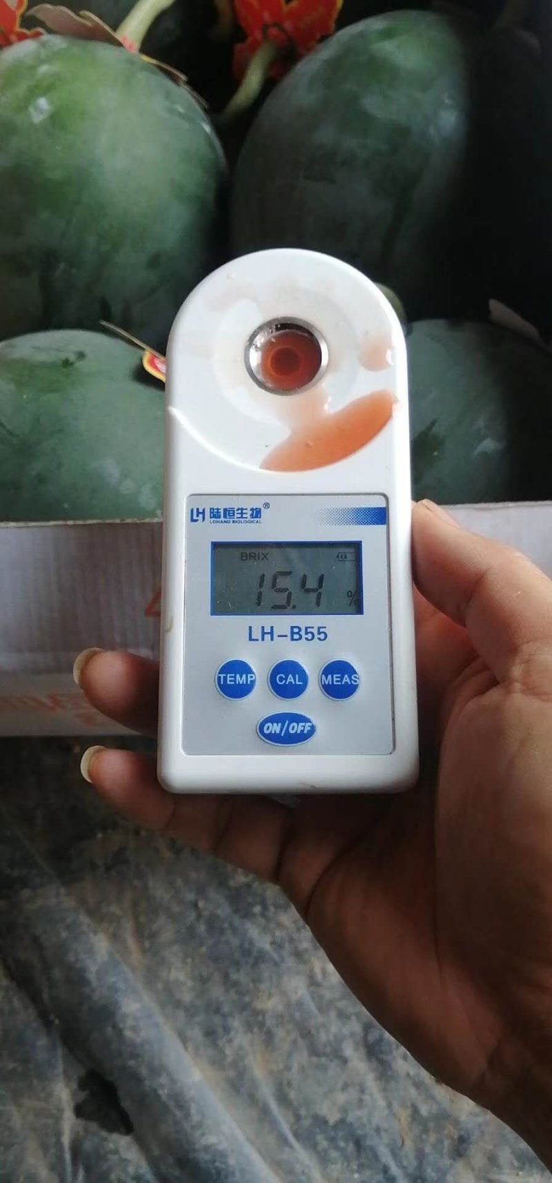 山东优质早春红玉西瓜3一6斤产地直发货源充足价格便宜