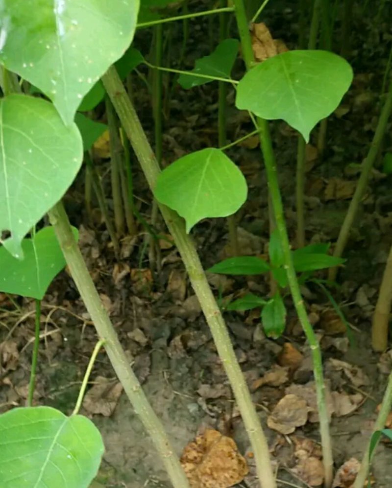 乌桕小苗