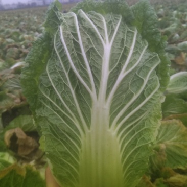 潜江大白菜价格黄心大白菜
