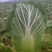 潜江大白菜价格黄心大白菜