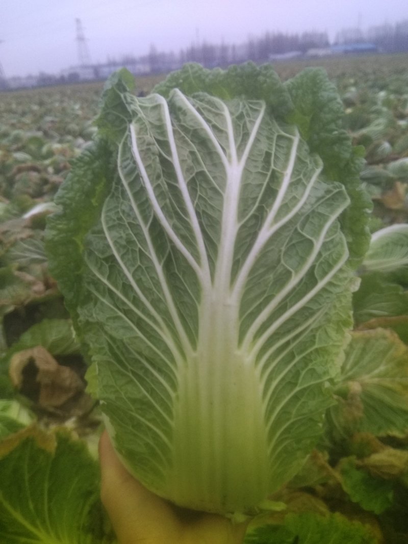 潜江大白菜价格黄心大白菜