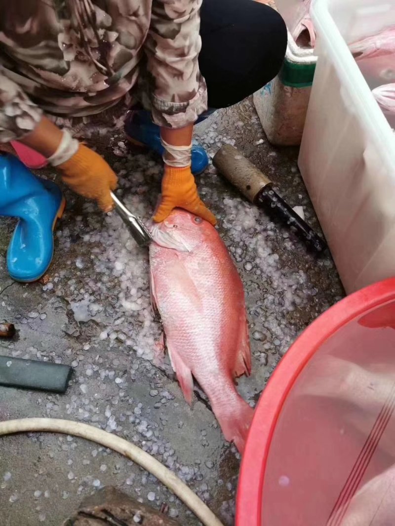 红鱼干
