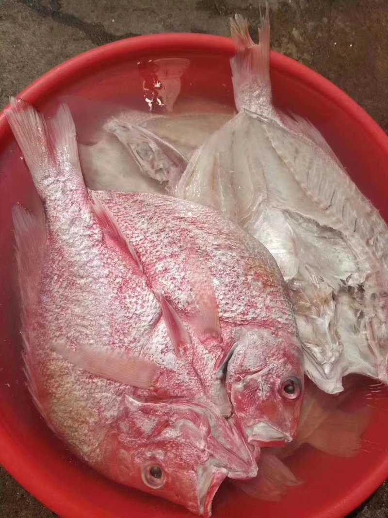 红鱼干