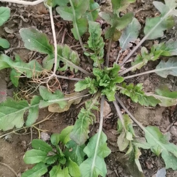 荠菜纯正野荠菜可代发
