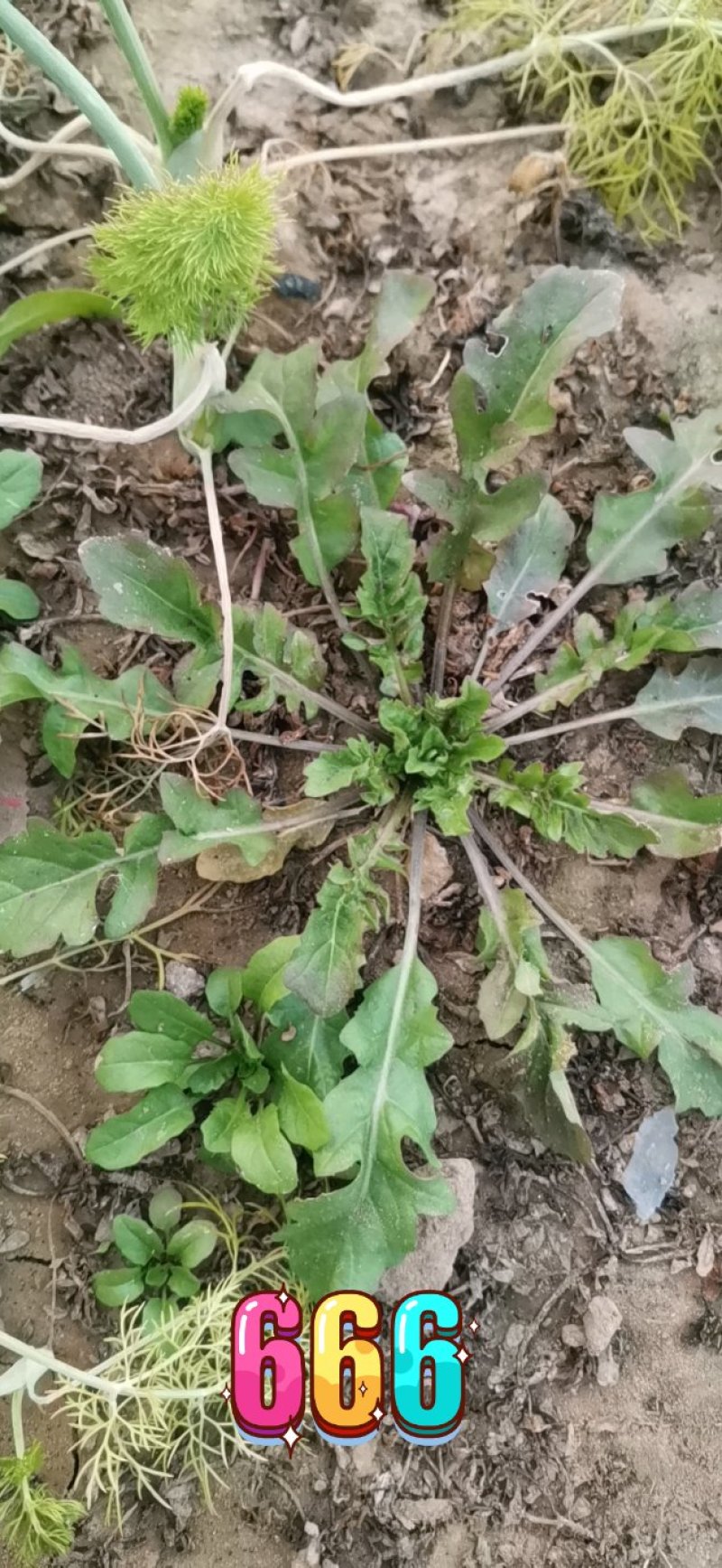 荠菜纯正野荠菜可代发