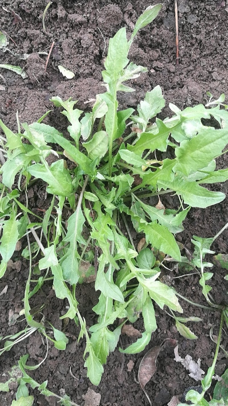 荠菜纯正野荠菜可代发