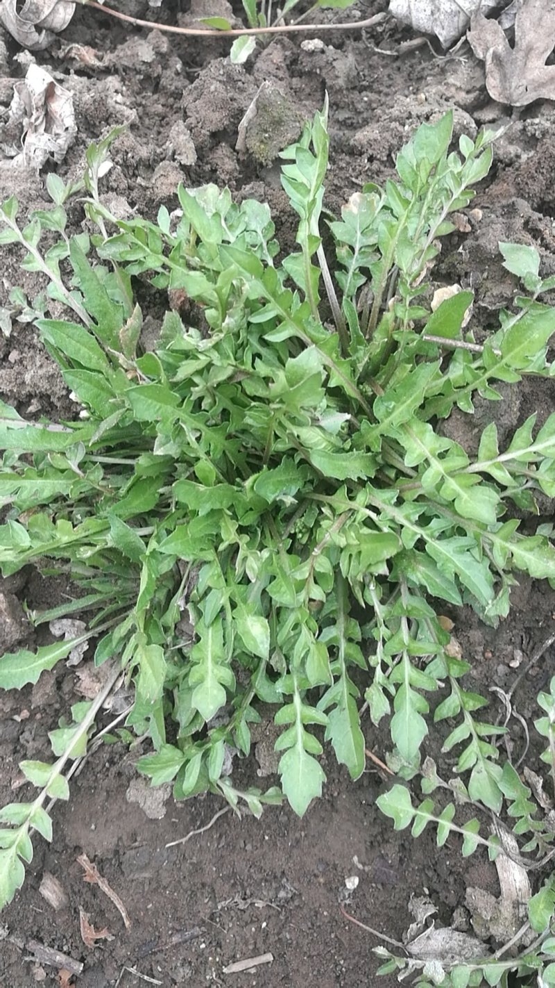 荠菜纯正野荠菜可代发