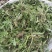 荠菜纯正野荠菜可代发