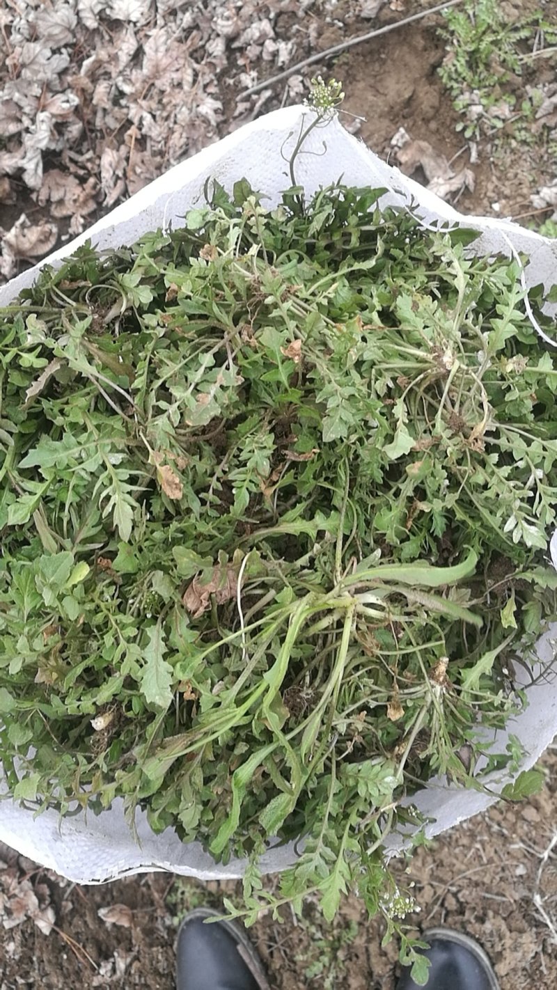 荠菜纯正野荠菜可代发