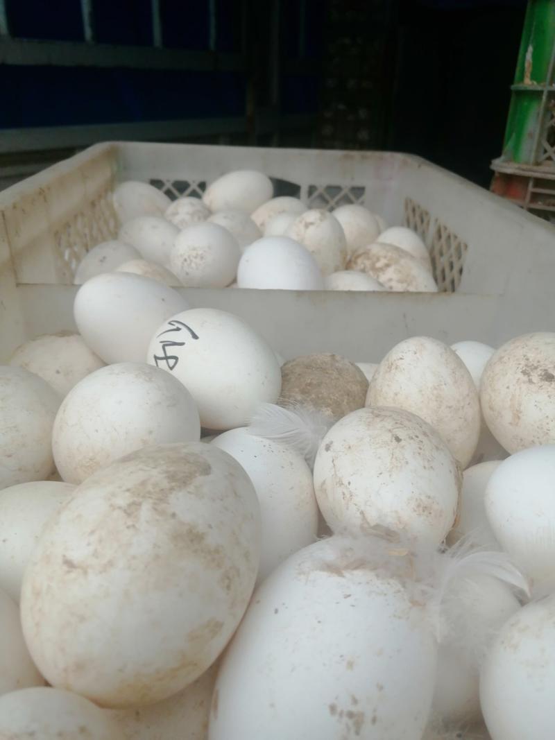 三花鹅蛋狮头鹅蛋四季鹅产全年有货量大从优农村养殖营养价高