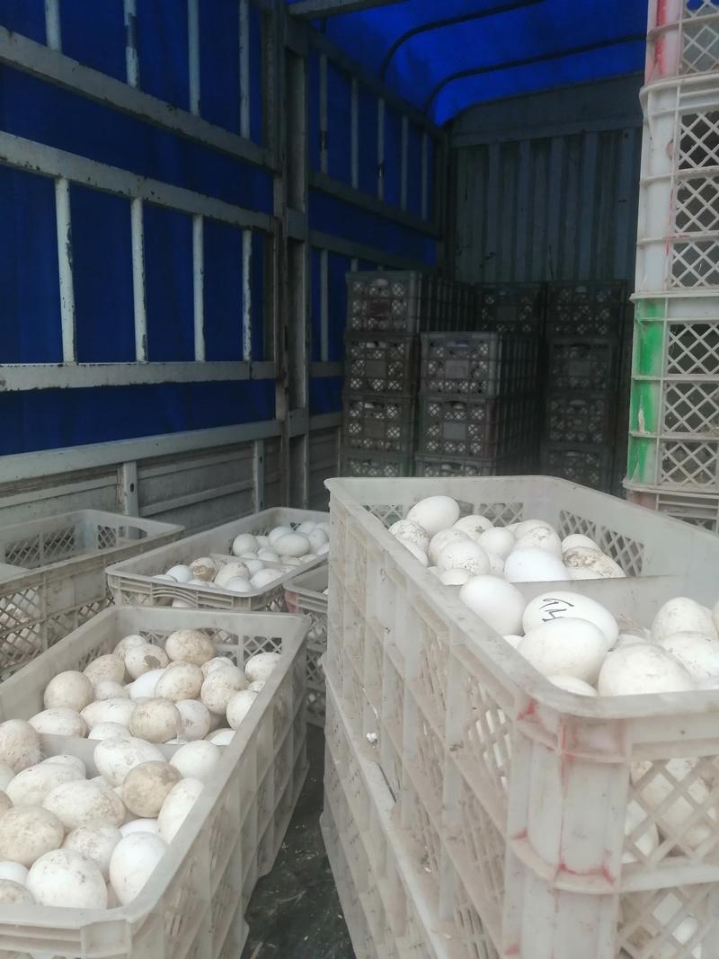 三花鹅蛋狮头鹅蛋四季鹅产全年有货量大从优农村养殖营养价高