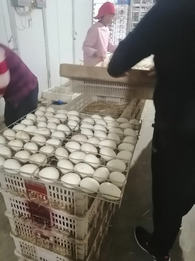 三花鹅蛋狮头鹅蛋四季鹅产全年有货量大从优农村养殖营养价高