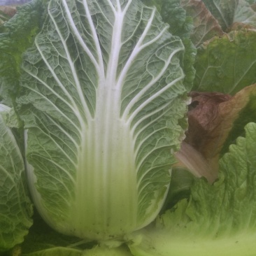 黄心白菜