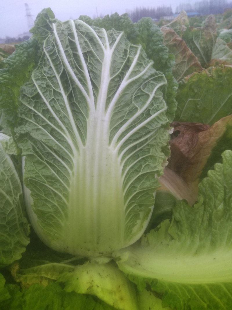 黄心白菜