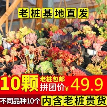 多肉老桩老庄多肉植物老桩清棚多肉一筐一拍多肉套餐盆栽绿植