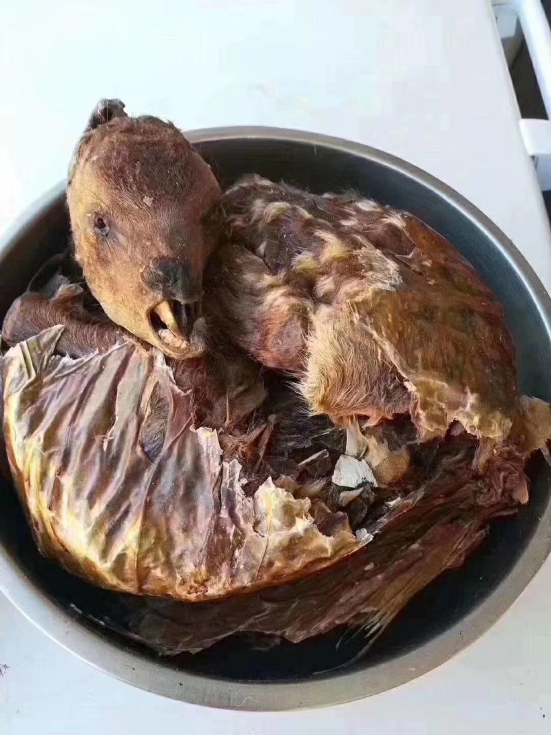 自营鹿场干鹿胎鹿胎盘熬鹿胎膏滋补膏原料整个打粉包邮