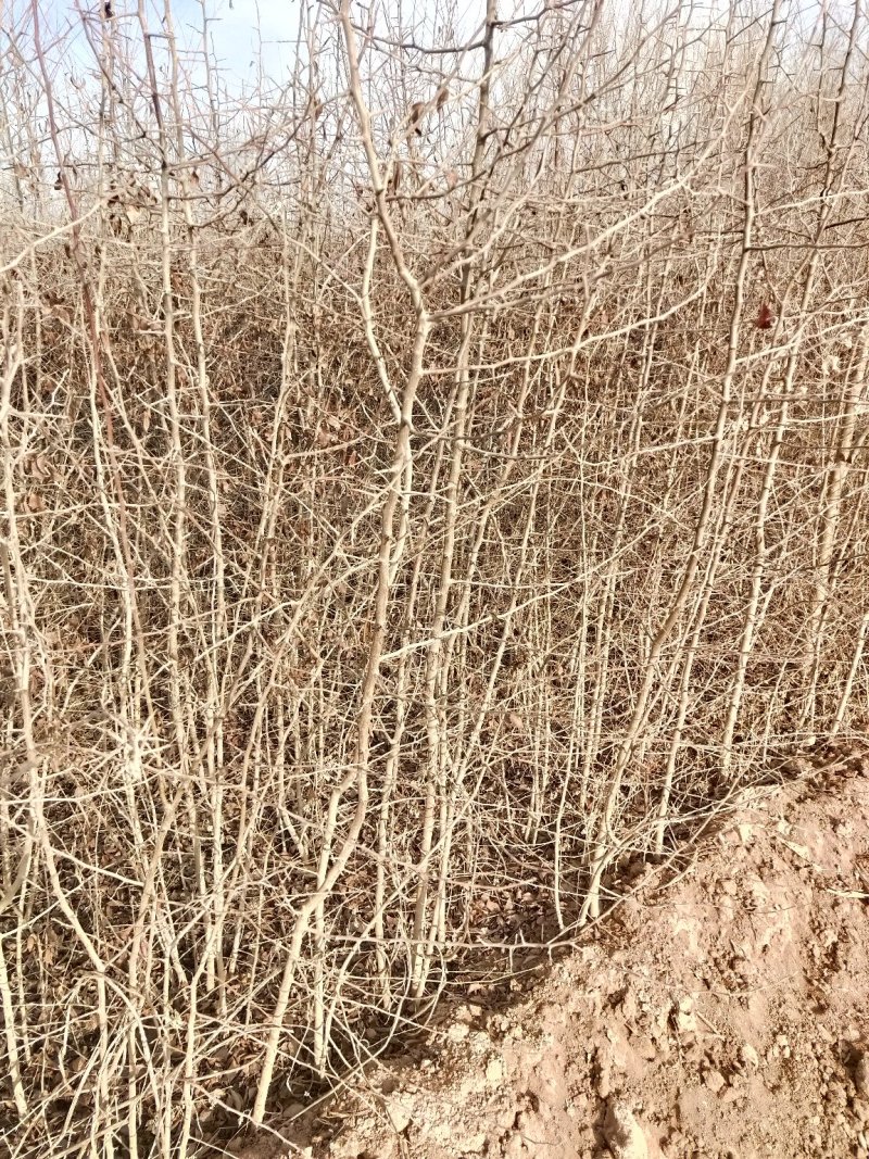 杜梨苗1年2年苗自产直销杜梨苗梨树苗梨树沾木苗杜梨种子