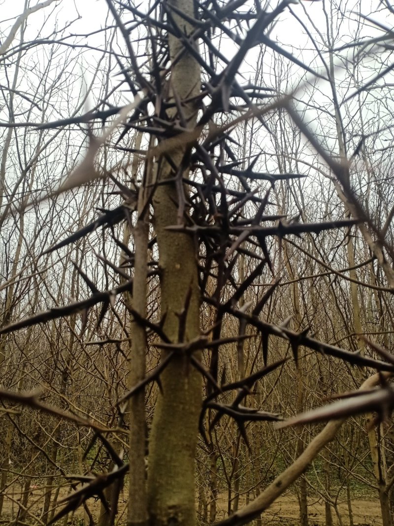 皂角刺！含量高规格齐全！一手货源，大货批发！