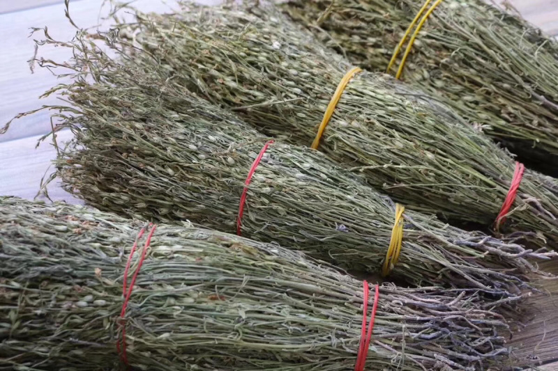 独脚金野生独脚金小孩的金草