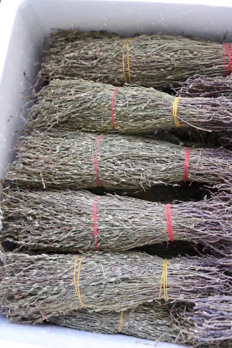 独脚金野生独脚金小孩的金草
