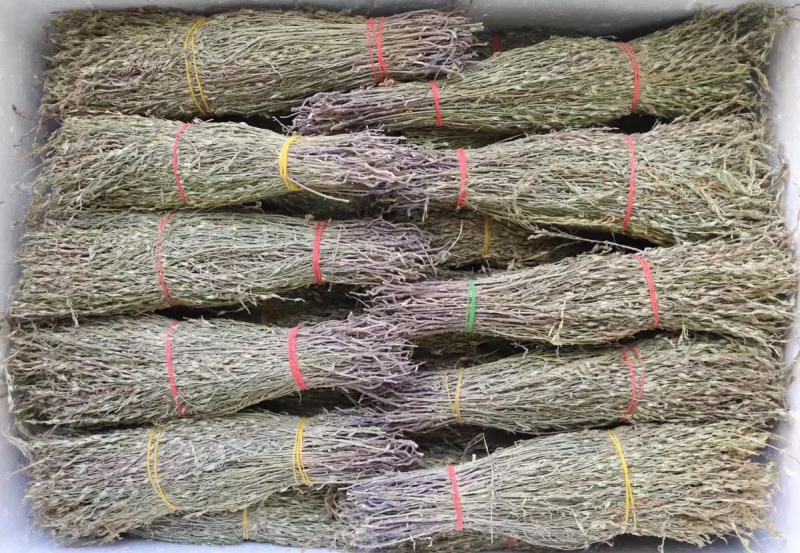 独脚金野生独脚金小孩的金草
