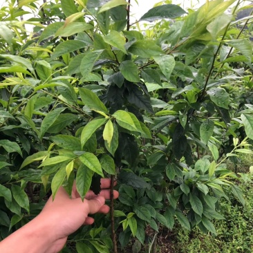 三华李苗场地大量有苗供应量多价格大优惠