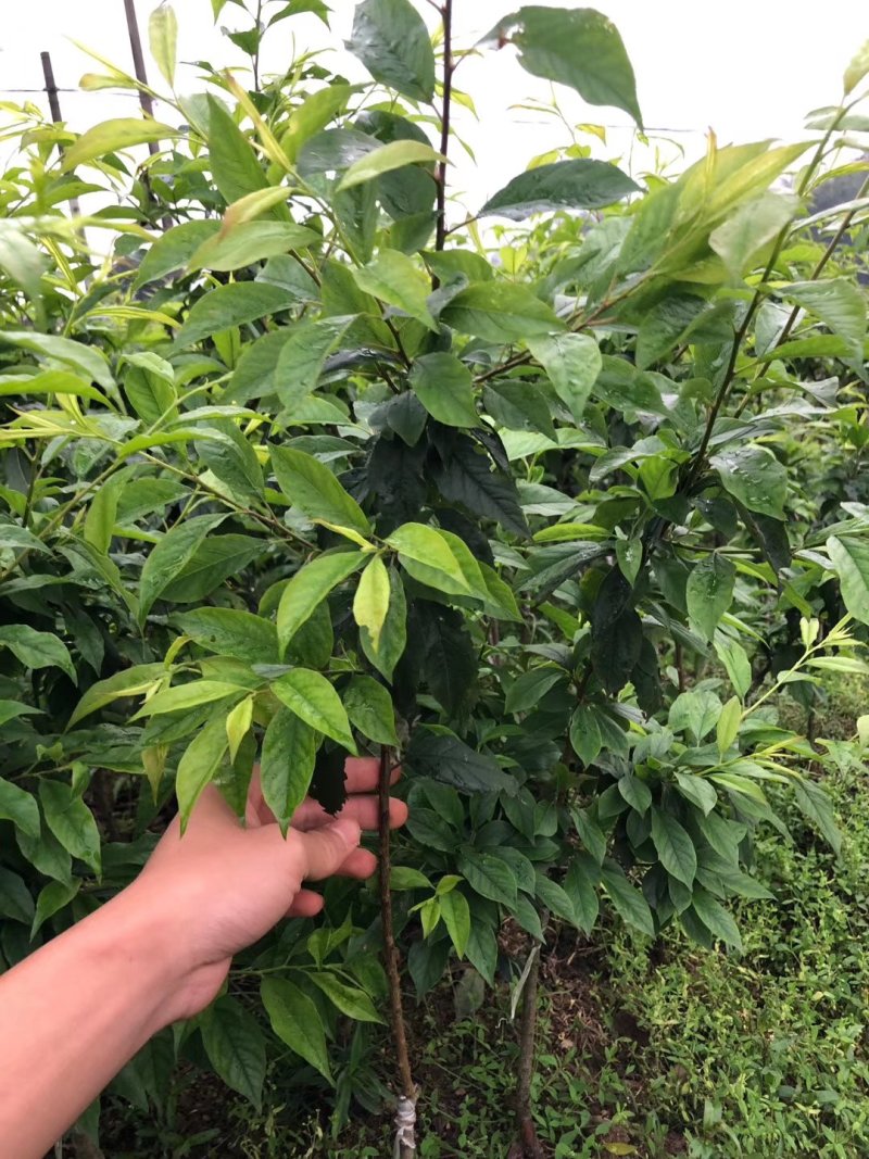 三华李苗场地大量有苗供应量多价格大优惠
