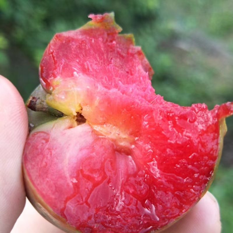 三华李苗场地大量有苗供应量多价格大优惠