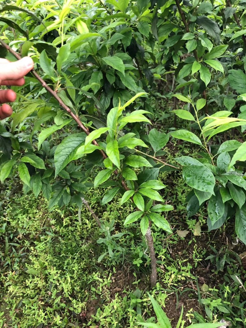 三华李苗场地大量有苗供应量多价格大优惠