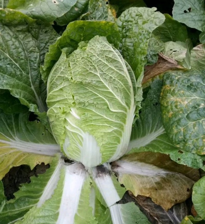 山东聊城万亩蔬菜基地大白菜大量上市中需要的联系我