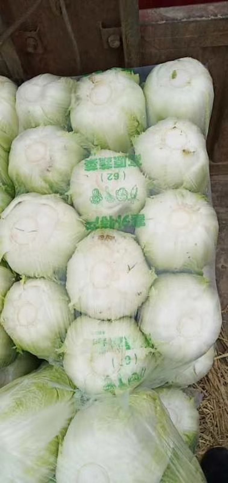 山东聊城万亩蔬菜基地大白菜大量上市中需要的联系我