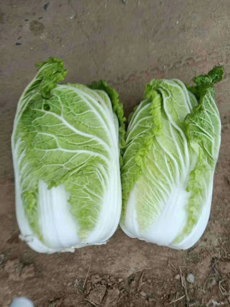 山东聊城万亩蔬菜基地大白菜大量上市中需要的联系我