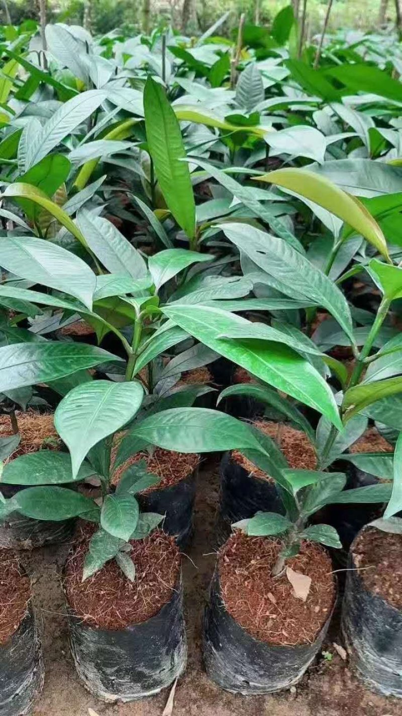 泰国山竹苗进口苗泰国红皮白肉山竹苗山竹树苗