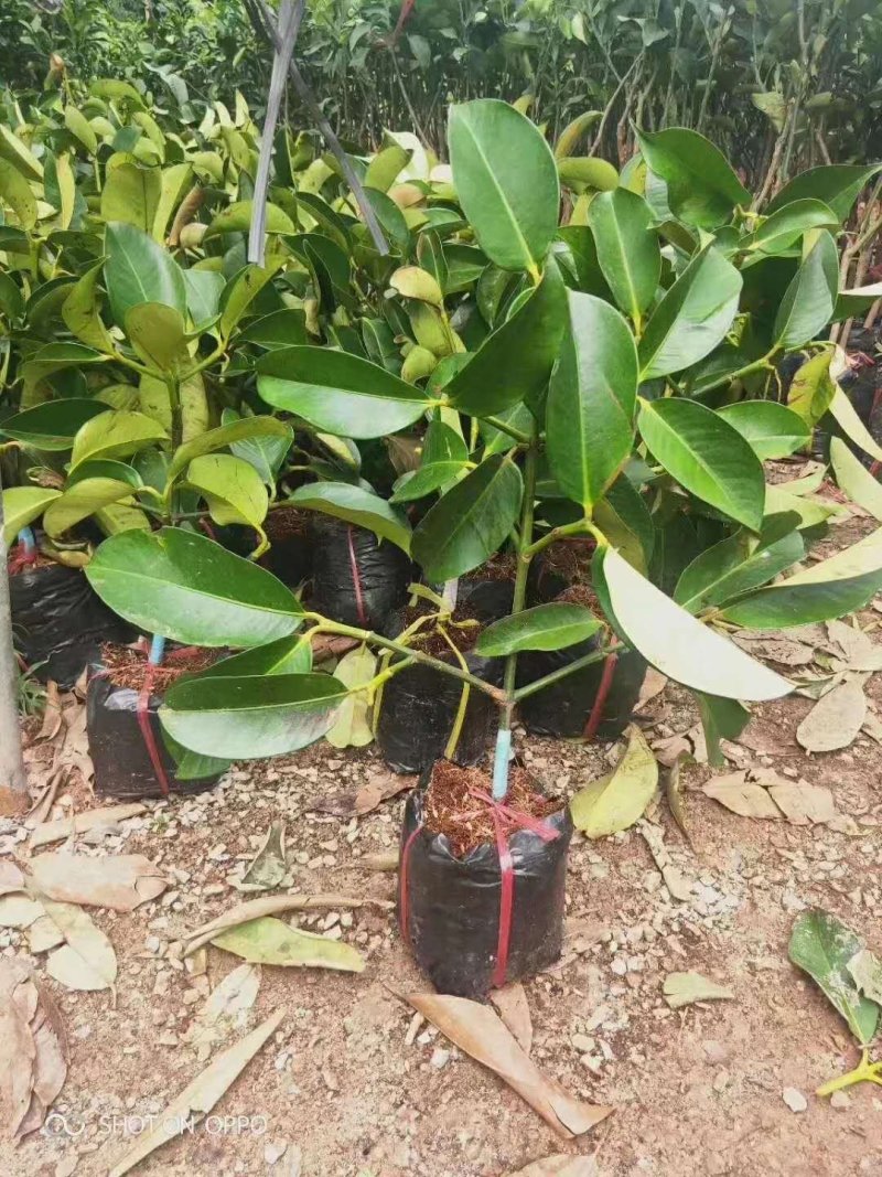 泰国山竹苗进口苗泰国红皮白肉山竹苗山竹树苗