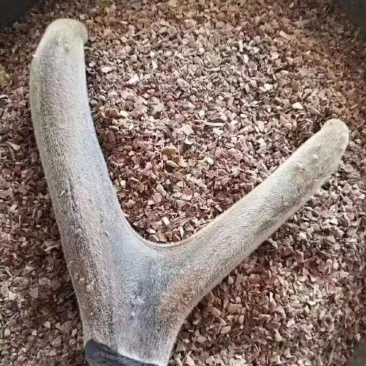 鹿茸粉纯正梅花鹿鹿茸粉50克整只干鹿茸磨粉非鹿茸片