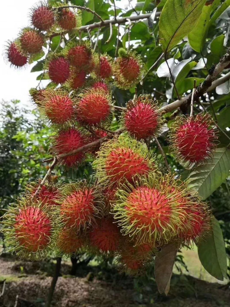红毛丹苗越南红毛丹果苗进口苗带图包邮