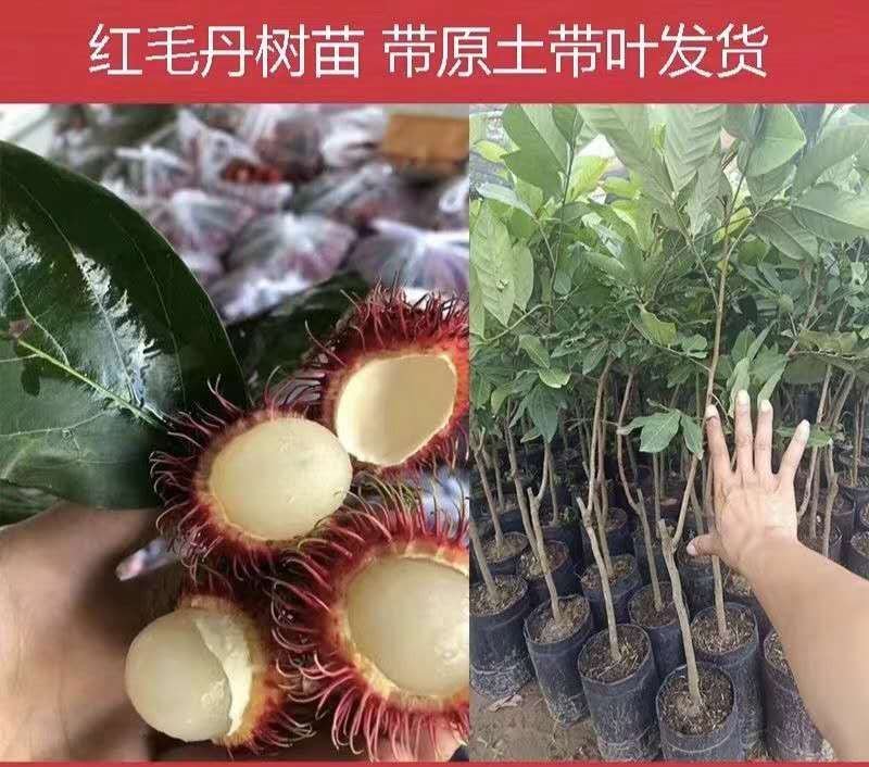 红毛丹苗越南红毛丹果苗进口苗带图包邮