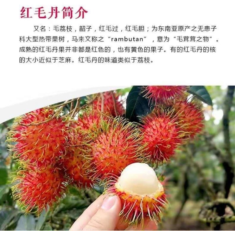红毛丹苗越南红毛丹果苗进口苗带图包邮
