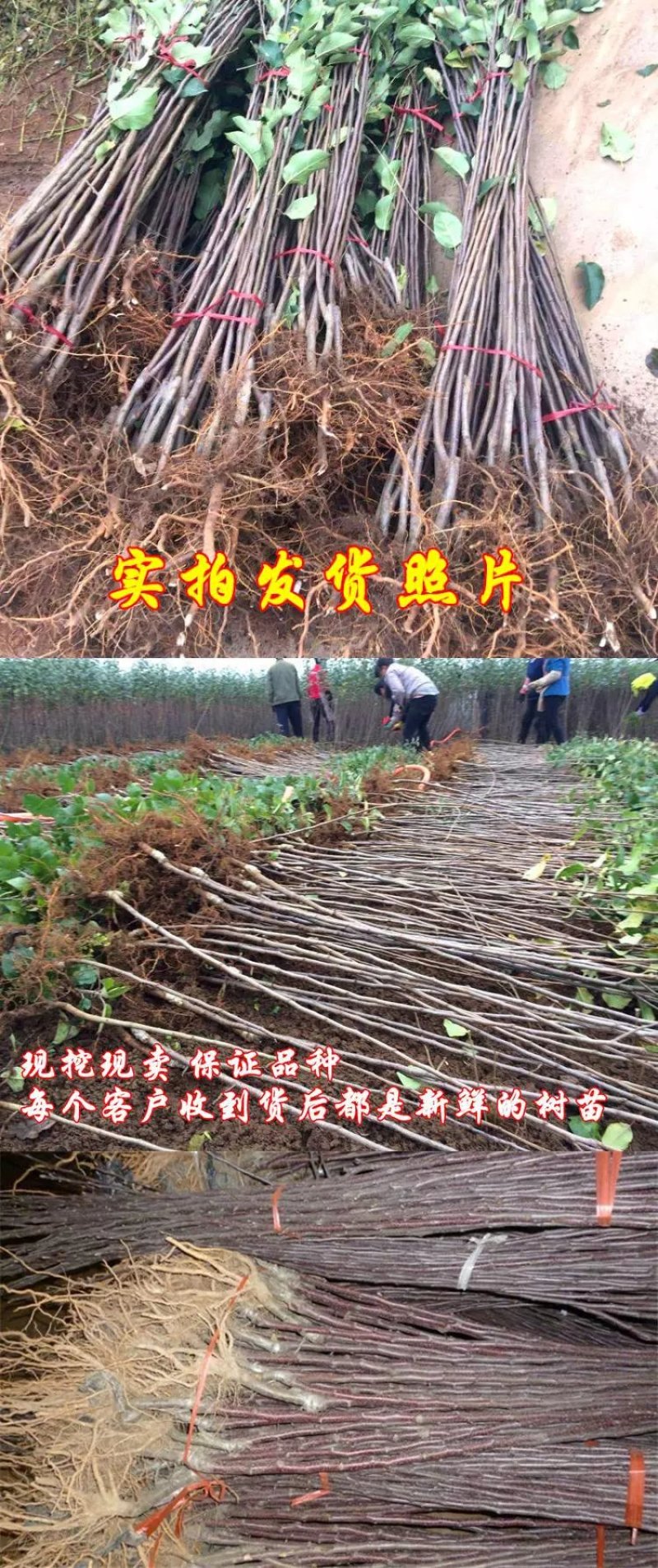 红富士8号嫁接苹果苗，基地直发，现挖现卖。南北种植