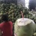 青椰子树苗海南青椰子树苗带土带叶包邮