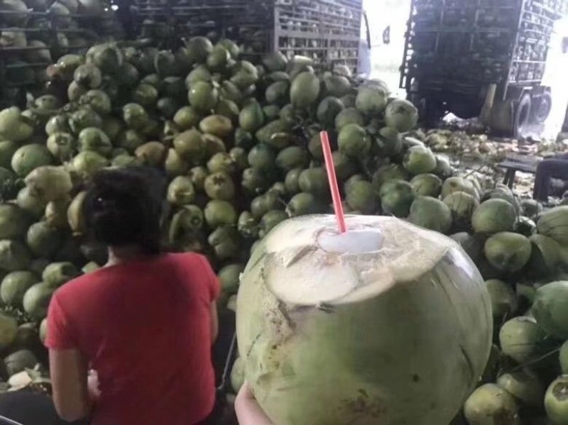 青椰子树苗海南青椰子树苗带土带叶包邮