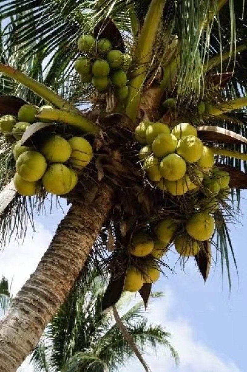 青椰子树苗海南青椰子树苗带土带叶包邮