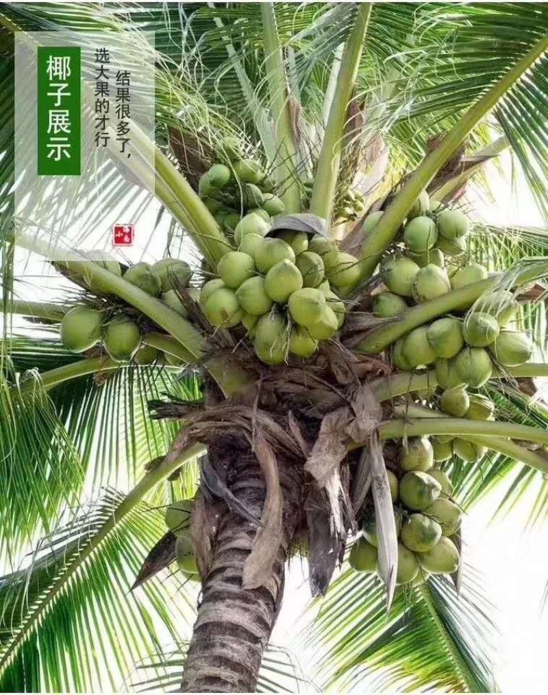 青椰子树苗海南青椰子树苗带土带叶包邮