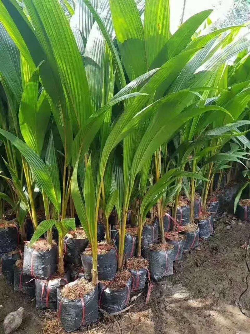 青椰子树苗海南青椰子树苗带土带叶包邮