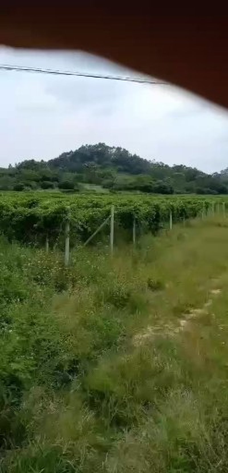 《放心苗》荔枝苗妃子笑嫁接荔枝苗，购苗提供技术