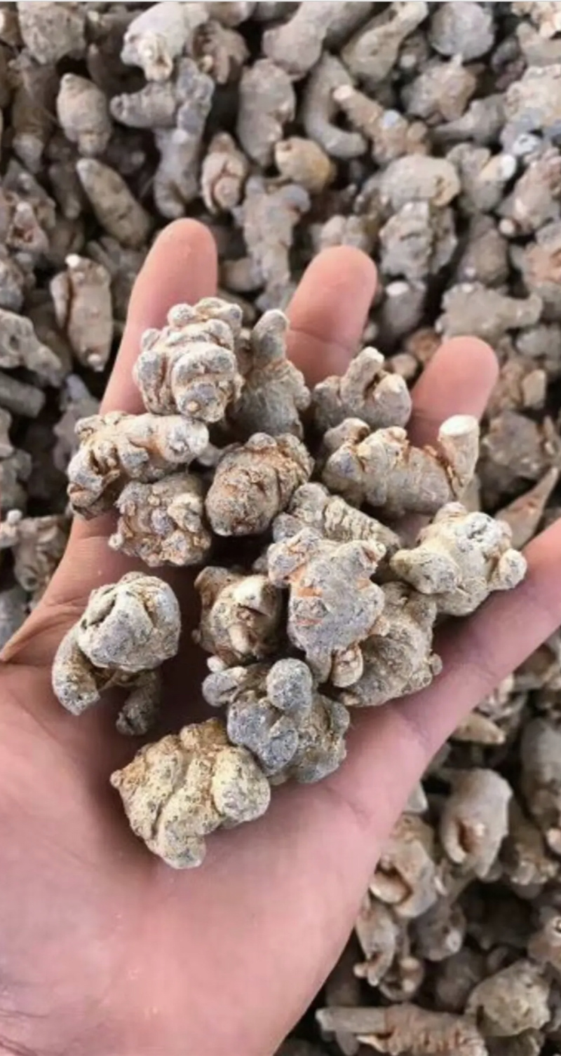 云南文山三七产地直销选货