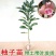 三红抽子苗，蓝宝石，各个品种全