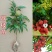 荔枝苗，桂味，糯米糍，妃子笑、鸡嘴荔、、、、、、