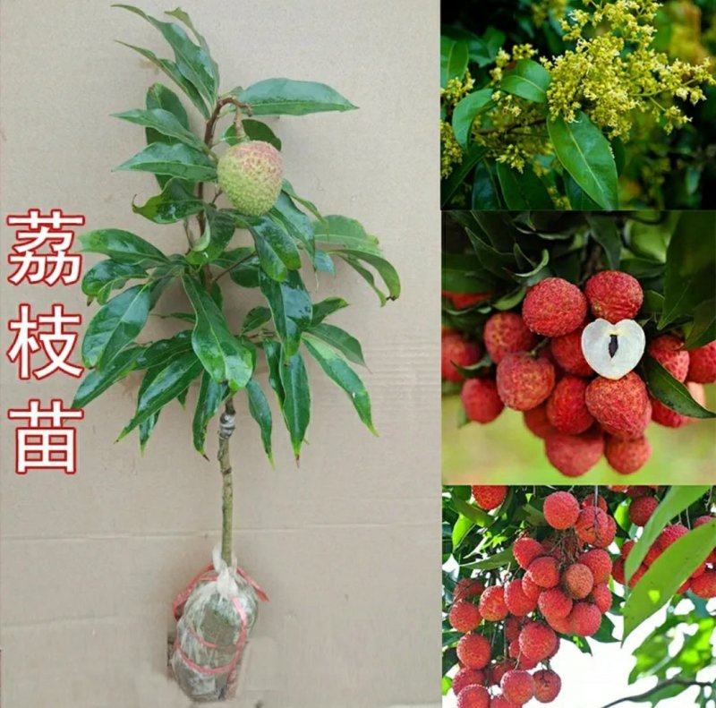 荔枝苗，桂味，糯米糍，妃子笑、鸡嘴荔、、、、、、
